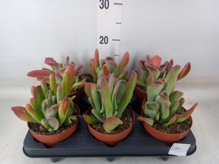 <h4>Kalanchoe NF   ...</h4>