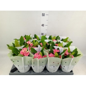 Euphorbia milii   ...