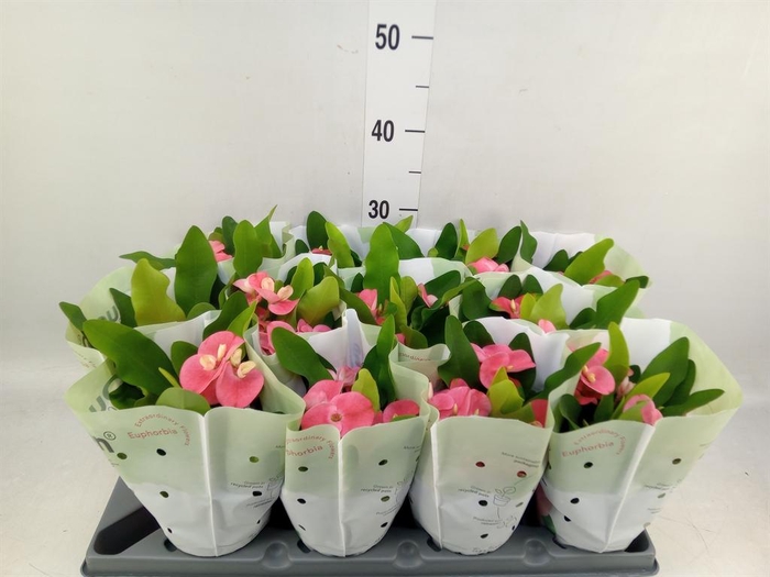 <h4>Euphorbia milii   ...</h4>