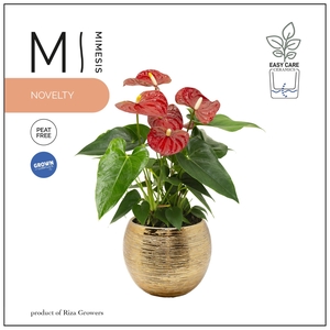 Mimesis Anthurium KARMA Red - 12cm Brush Gold