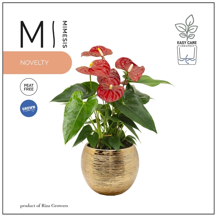 <h4>Mimesis Anthurium KARMA Red - 12cm Brush Gold</h4>