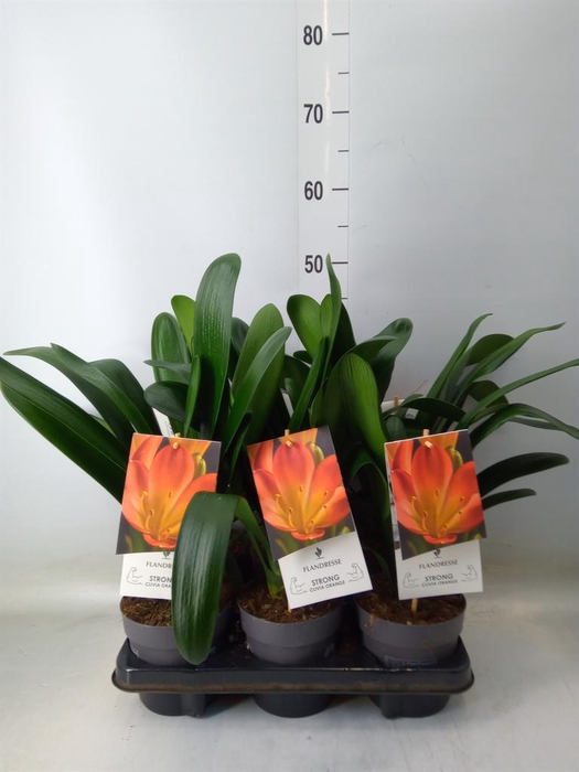 <h4>Clivia miniata</h4>
