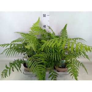 Dicksonia antarctica
