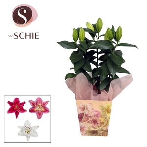 Oriental 13cm Bag BLUSH cream