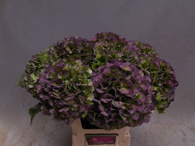 <h4>Hydrangea Verena CL blauw</h4>