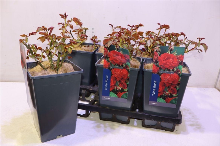 <h4>Rosa Nina Rosa Red</h4>