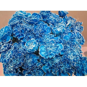 Di St G Licht Blauw