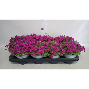 Aubrieta  'Red Carpet'