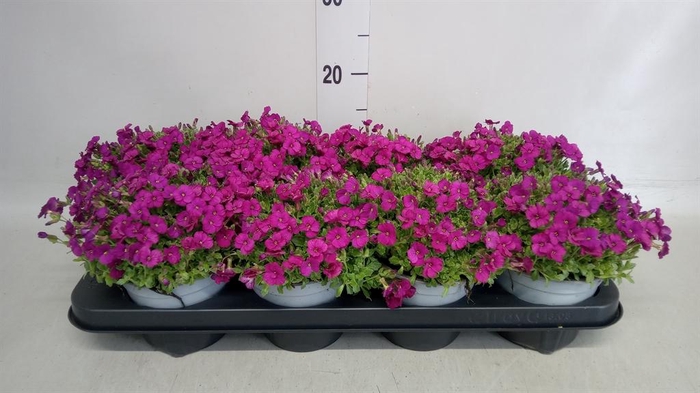 <h4>Aubrieta  'Red Carpet'</h4>
