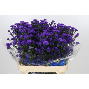 Aster Astee Dark Milka