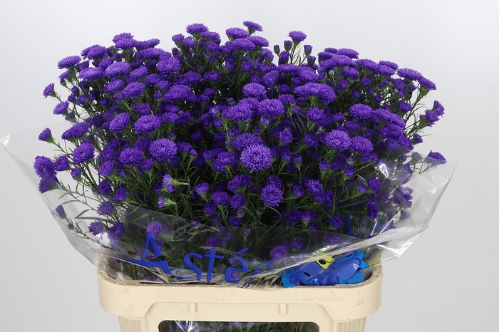 <h4>Aster Astee Dark Milka</h4>