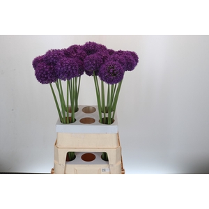 Allium Ambassador