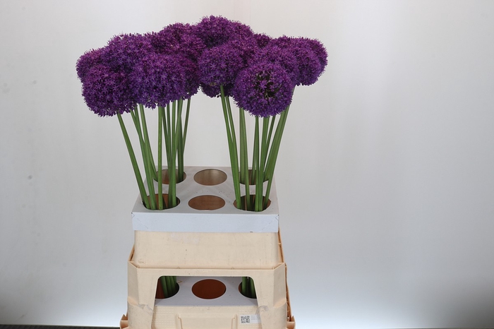 <h4>Allium Ambassador</h4>