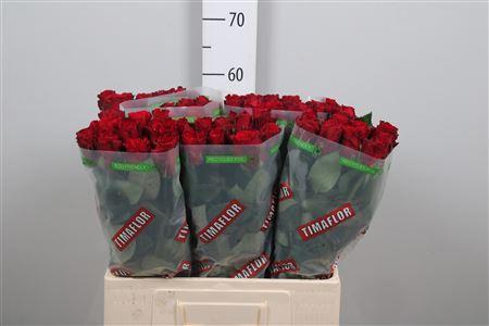 <h4>R Gr Upper Class</h4>