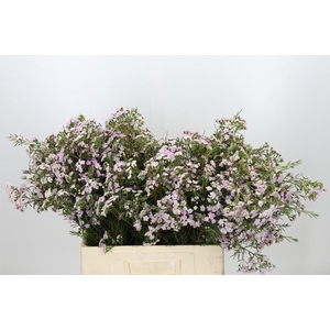 Chamelaucium Dancing Queen