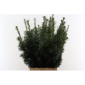 Taxus Baccata Fastigiata