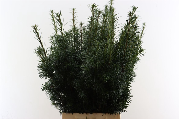 <h4>Taxus Baccata Fastigiata</h4>