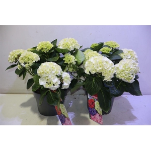 arr8 Hydr M Hi White Sun