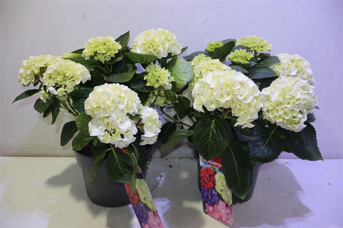 arr8 Hydr M Hi White Sun