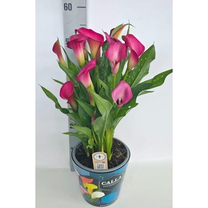 Zantedeschia 19cm potcover Blauw - Roze