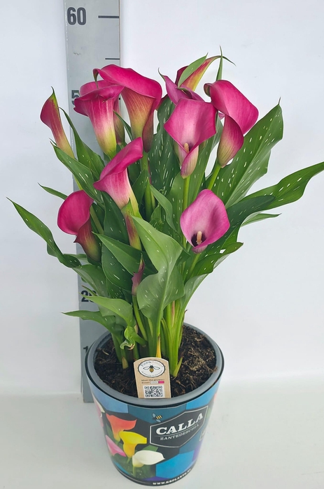<h4>Zantedeschia 19cm potcover Blauw - Roze</h4>