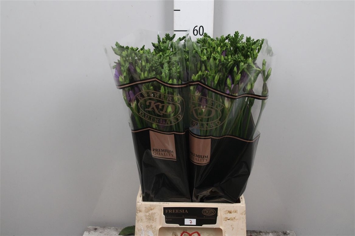 <h4>Fr En Palermo</h4>