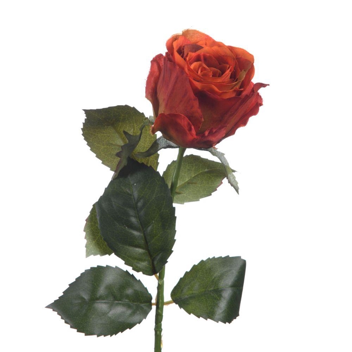 <h4>AF Rosa L56cm Orange</h4>