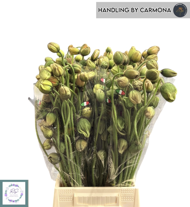 <h4>PAPA NU S POP GEM</h4>