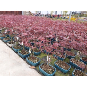 Acer palmatum atropurpureum, pot 21cm.