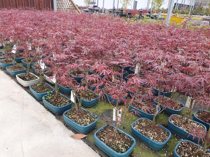 <h4>Acer palmatum atropurpureum, pot 21cm.</h4>