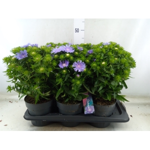 Stokesia laevis