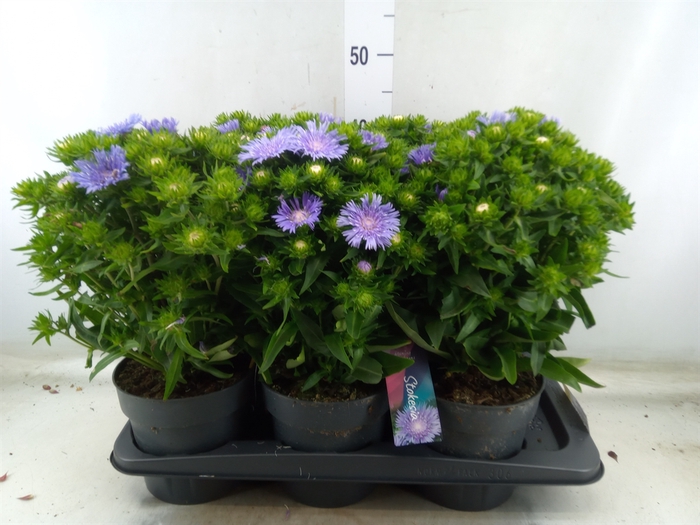 <h4>Stokesia laevis</h4>
