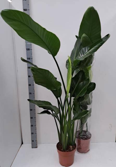 <h4>STRELITZIA NICOLAI</h4>