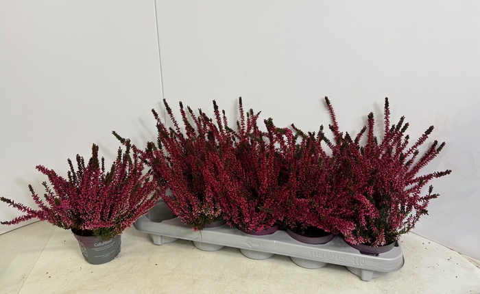 <h4>CALLU KLB H%</h4>