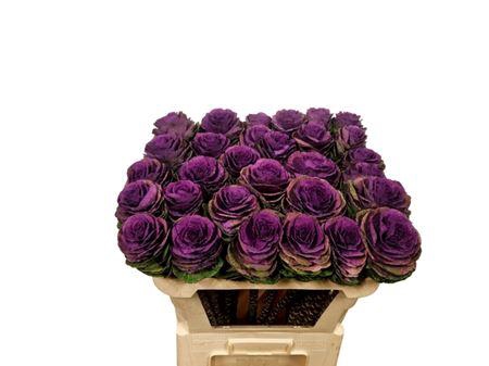 <h4>Brass Crane Carmine</h4>