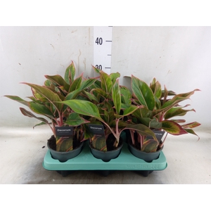 Aglaonema  'Crete'