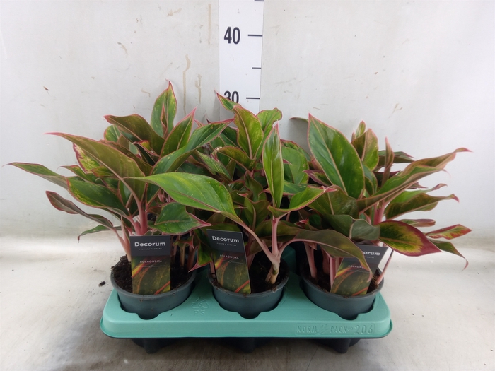<h4>Aglaonema  'Crete'</h4>