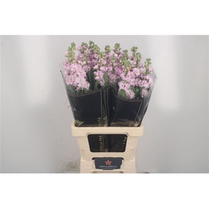 MATTH IRON CHERRY BL