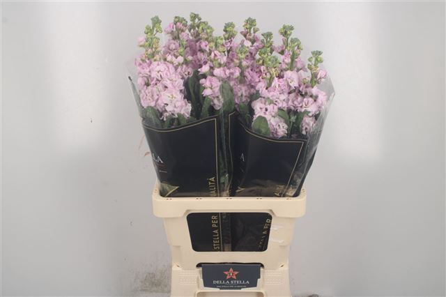MATTH IRON CHERRY BL