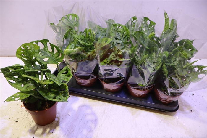 <h4>Monstera Adansonii</h4>