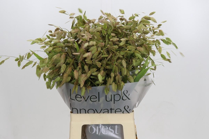 <h4>Chasmanthium Green</h4>