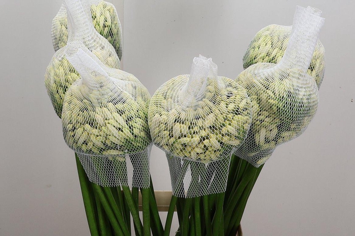 <h4>Agap Gletsjer</h4>