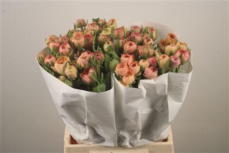 <h4>Ran El. Salmon Ex</h4>