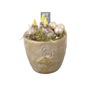 PTHCH2171 Arrangement Hyancint Christmas in beton pot