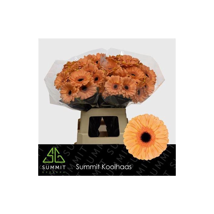 <h4>Ge Gr Jetset</h4>