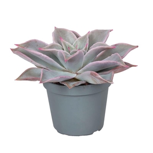 ECHEVERIA HYBRID
