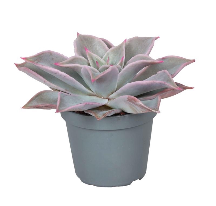 <h4>ECHEVERIA HYBRID</h4>