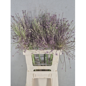 ALLIUM SHUBERTII