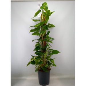 Epipremnum pinn.   ...moss stick