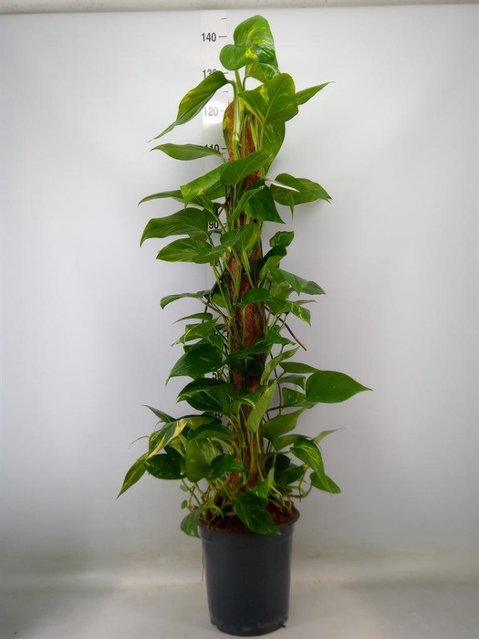 <h4>Epipremnum pinn. ...moss stick</h4>